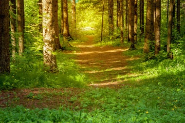 Summer forest landscape. Path in the forest lit by the rays of the sun