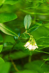 Forest landscape.White flower berries cranberries on a background of green grass