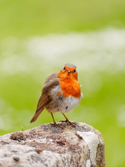 A curious little red robin (Erithacus rubecula) perched on a rock. Scotland, UK