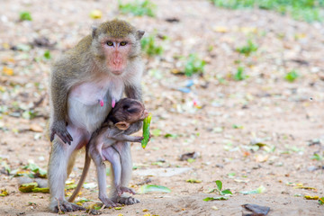 Thai monkey. monkey  in Southeast Asia. Long-Tailed Macaques. © puthithon