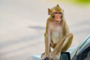 Naklejka premium Thai monkey. monkey in Southeast Asia. Long-Tailed Macaques.