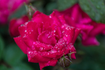 Water Droplets on Pink Rose Narrow Focus