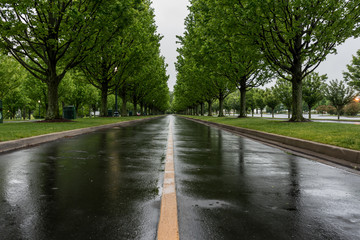 Fototapeta na wymiar Wet Tree Lined Road in Spring