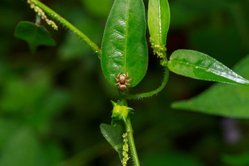 close up macro a little yellow jumping spider stays on green leafs