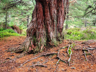 Huge trank os an old Scots Pine tree in the Cairngorms National Park, Scotland, UK