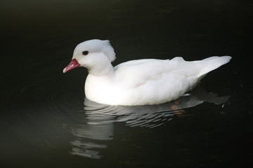 Bébé cygne
