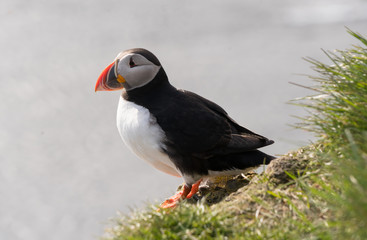 puffin