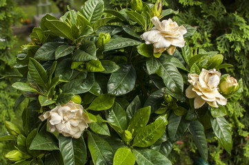 Blossoming Laurus nobilis bay laurel tree leaves closeup