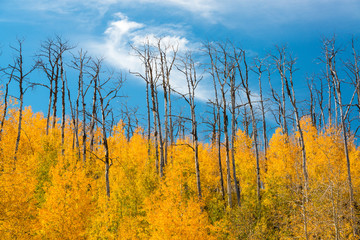 Grove of bright yellow aspen trees in the fall after a fire