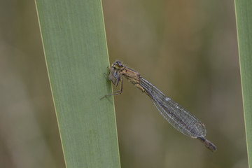 damselfly