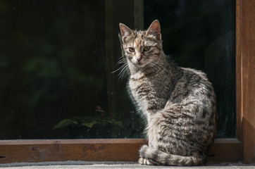 Naklejka na ściany i meble Gray tabby street cat on glass window background
