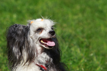 Dog breed Chinese Crested