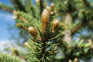 New fresh foliage of Abies concolor white fir closeup