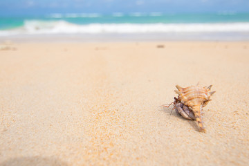 Hermit Crab running on the brown sand beach with little wave background	