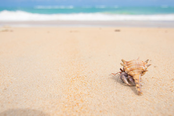 Hermit Crab walking on the sand beach during sunny day