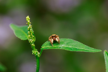 close up macro a little yellow jumping spider stays on green leafs