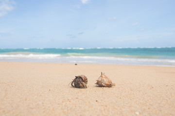 Fototapeta na wymiar Hermit Crab running on the brown sand beach with little wave background 