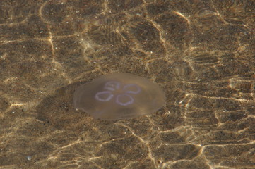 Meduza © Kusy