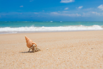 Fototapeta na wymiar Hermit Crab running on the brown sand beach with little wave background