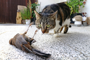 Eine Katze hat einen Vogel gefangen