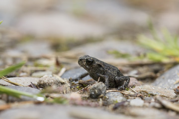 froglet