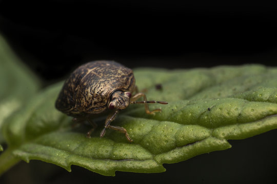 Megacopta Cribraria aka Kudzu Beattle  