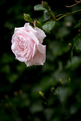 Pale pink rose against blurred dark green background, vertical