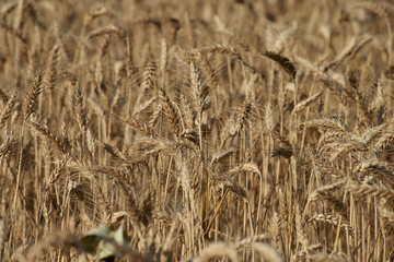 Campo di grano mosso dal vento in piena estate