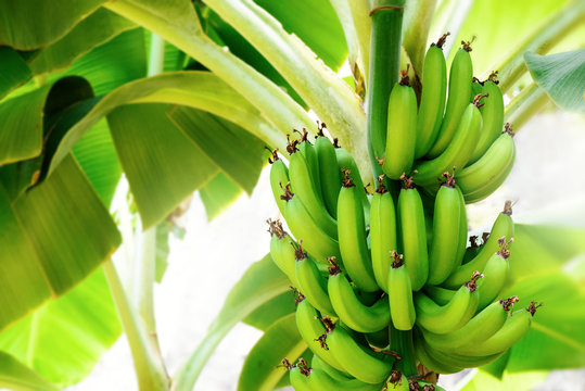 熱帯植物、バナナ