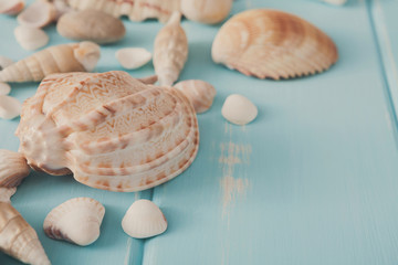 Seashells on blue wood, sea vacation background