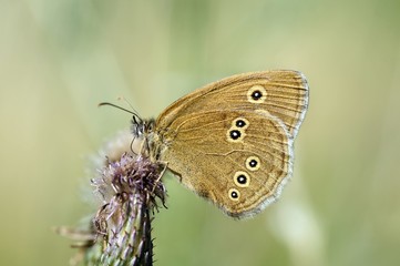 Obraz premium Brauner Waldvogel (Aphantopus hyperantus)