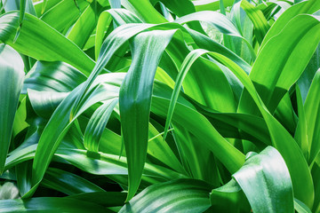 Obraz premium 熱帯植物