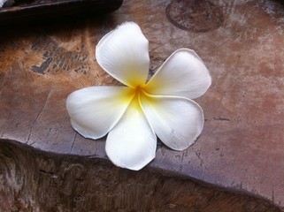 Fototapeta na wymiar Fleur frangipanier thailande koh tao