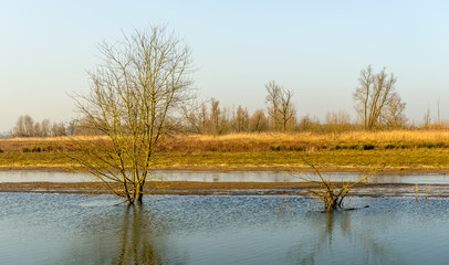 Reflected bare trees in a rippled water surface