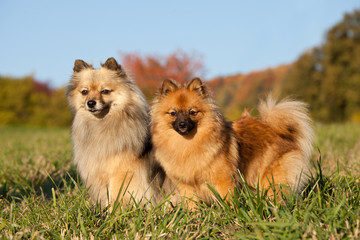 Portrait of two nice spitz