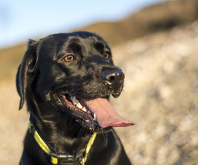 Black Labrador