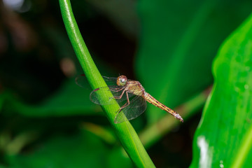 close up macro of a dragon fly stays on leaf. Nature