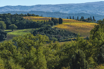 MONTALCINO - TUSCANY/ITALY: OCTOBER 31, 2016: Montalcino countryside, vineyard, cypress trees and green fields. Tuscany, Italy Europe.