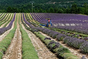 Fotobehang Lavendel Oogst lavendelveld