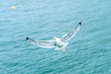 Seagull flying on sea background