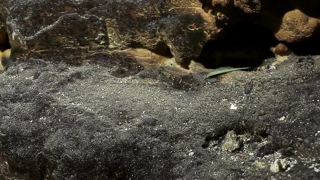 A close up of the small transparent shrimp, living in one of the cuban cenotes