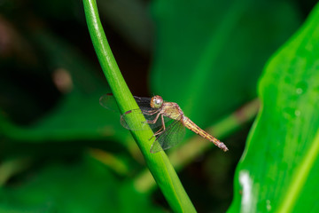 close up macro of a dragon fly stays on leaf. Nature