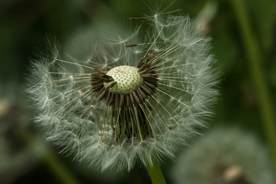 Fototapeta Bald dandelion