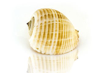 Beautiful sea shell,Galea Tonna, isolated on white background For posters, sites, business cards, postcards, interior design, labels and stickers.