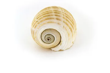 Poster Beautiful sea shell,Galea Tonna, isolated on white background For posters, sites, business cards, postcards, interior design, labels and stickers. © Kakabadze