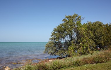 Fototapeta na wymiar Tree and Sea View at the Overseas Highway / Knight´s Key, Florida Keys, USA