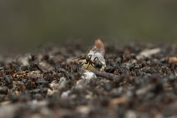 soldier wood ant