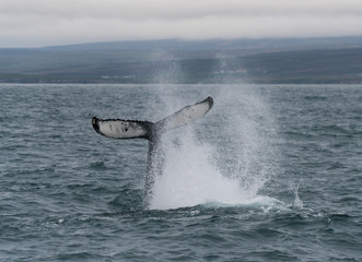 Fototapeta premium humpback whale TAIL