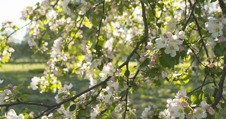 slow motion handheld pan shot of light pink apple tree blossom