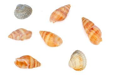 Seashells  isolated on white background. top view